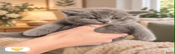 British Shorthair cats for sale: Born 20/7/26 ready to go first week October  - Advert 5
