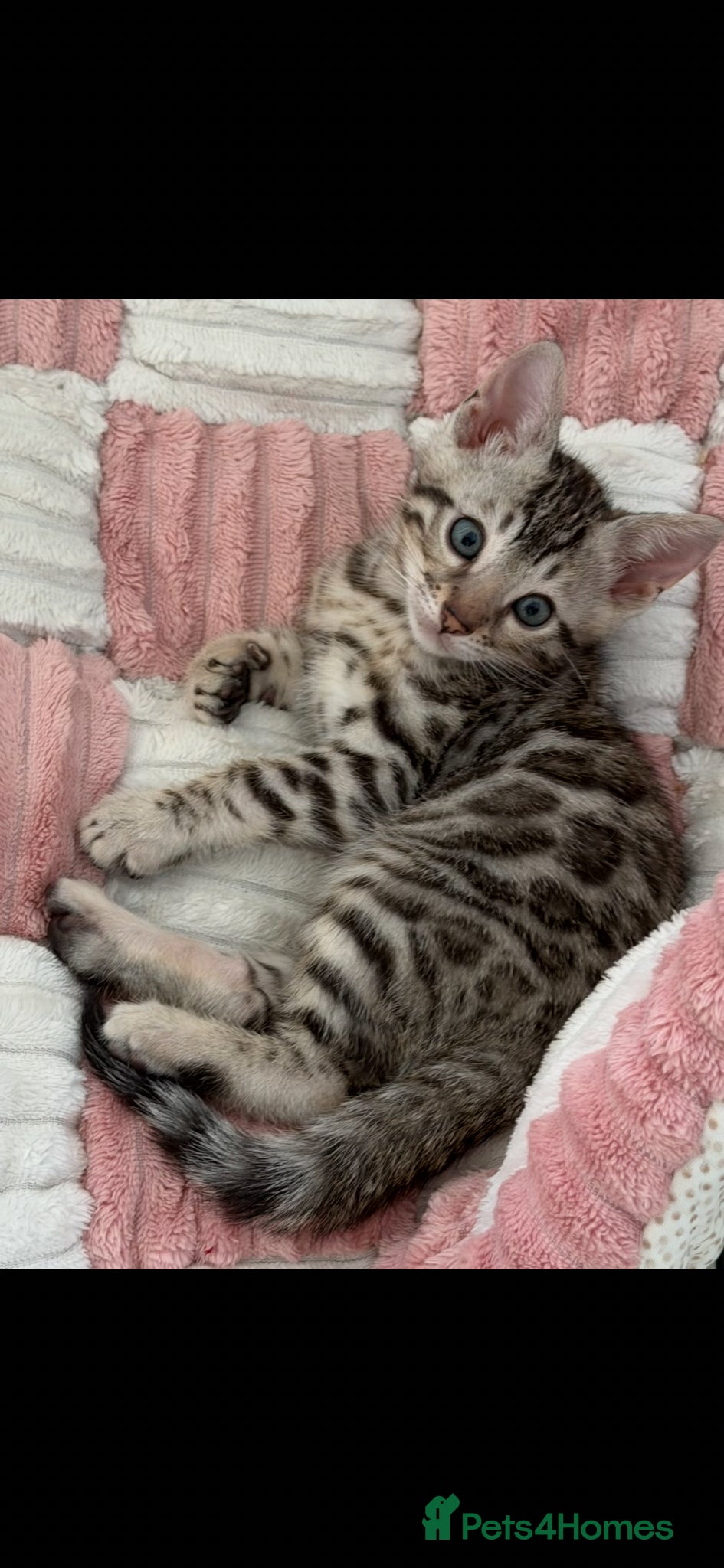 Bengal cats for sale: BENGAL 🔥 KITTENS TICA REGISTERED  - Advert 14