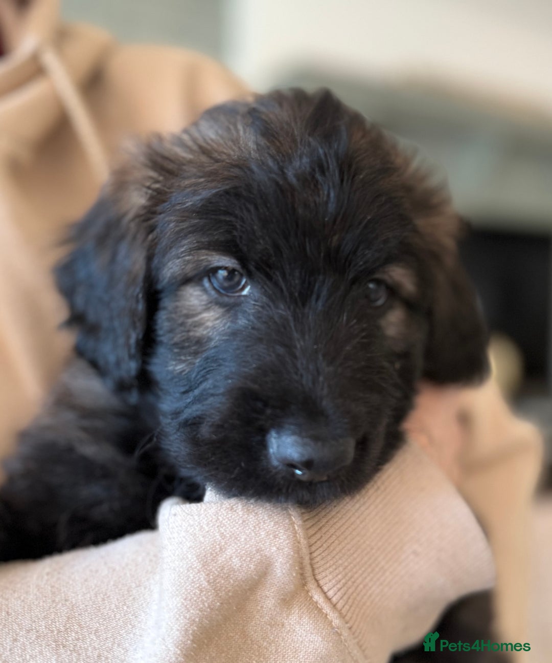 Mixed Breed dogs for sale: Goldendoodle x Blue Sable German Shepard puppies - Advert 8