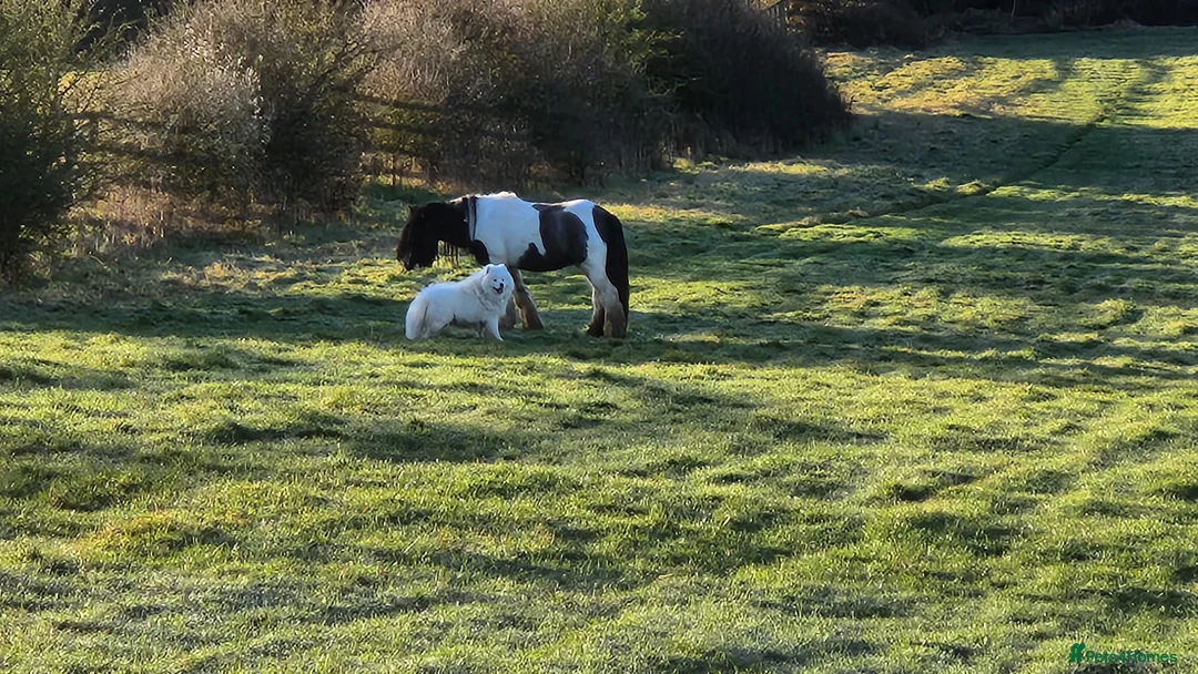 Samoyed dogs for stud: Samoyed  - Advert 4