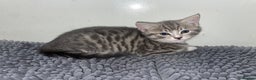 Domestic Shorthair cats for sale: Silver tabby  - Advert 5