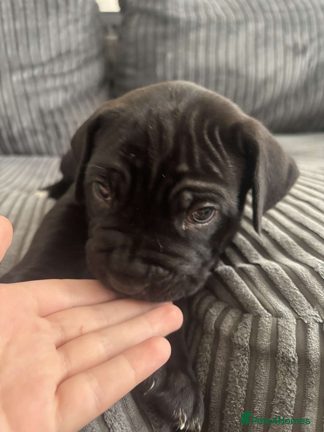 Cane Corso dogs for sale: 5 beautiful cane corso puppies nearly ready to go  - Image 4