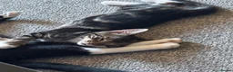 Mixed Breed cats for sale: 2 male kittens in Sheffield - Advert 3