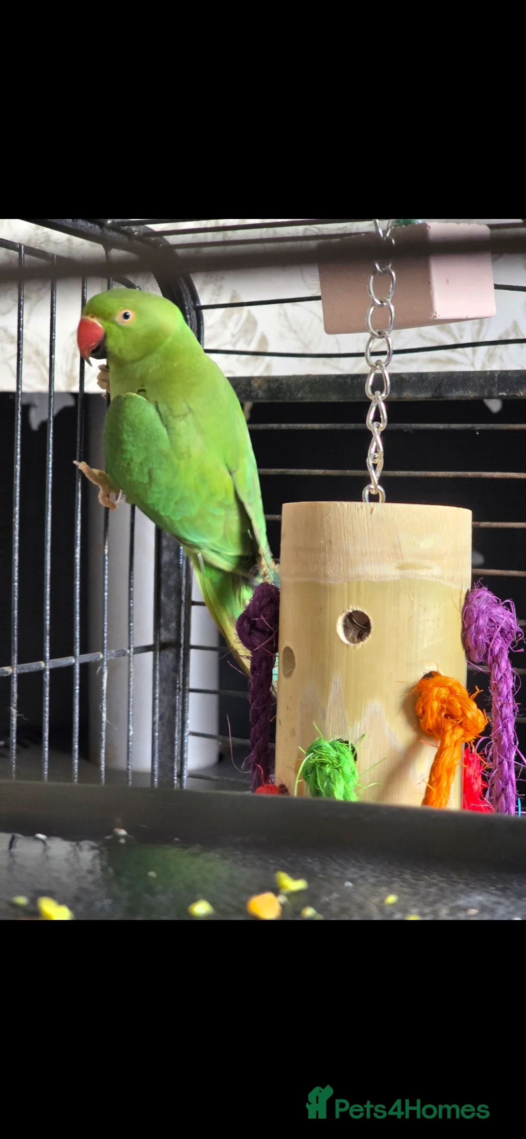 Ringnecks birds for sale: Green Ringneck - Advert 2