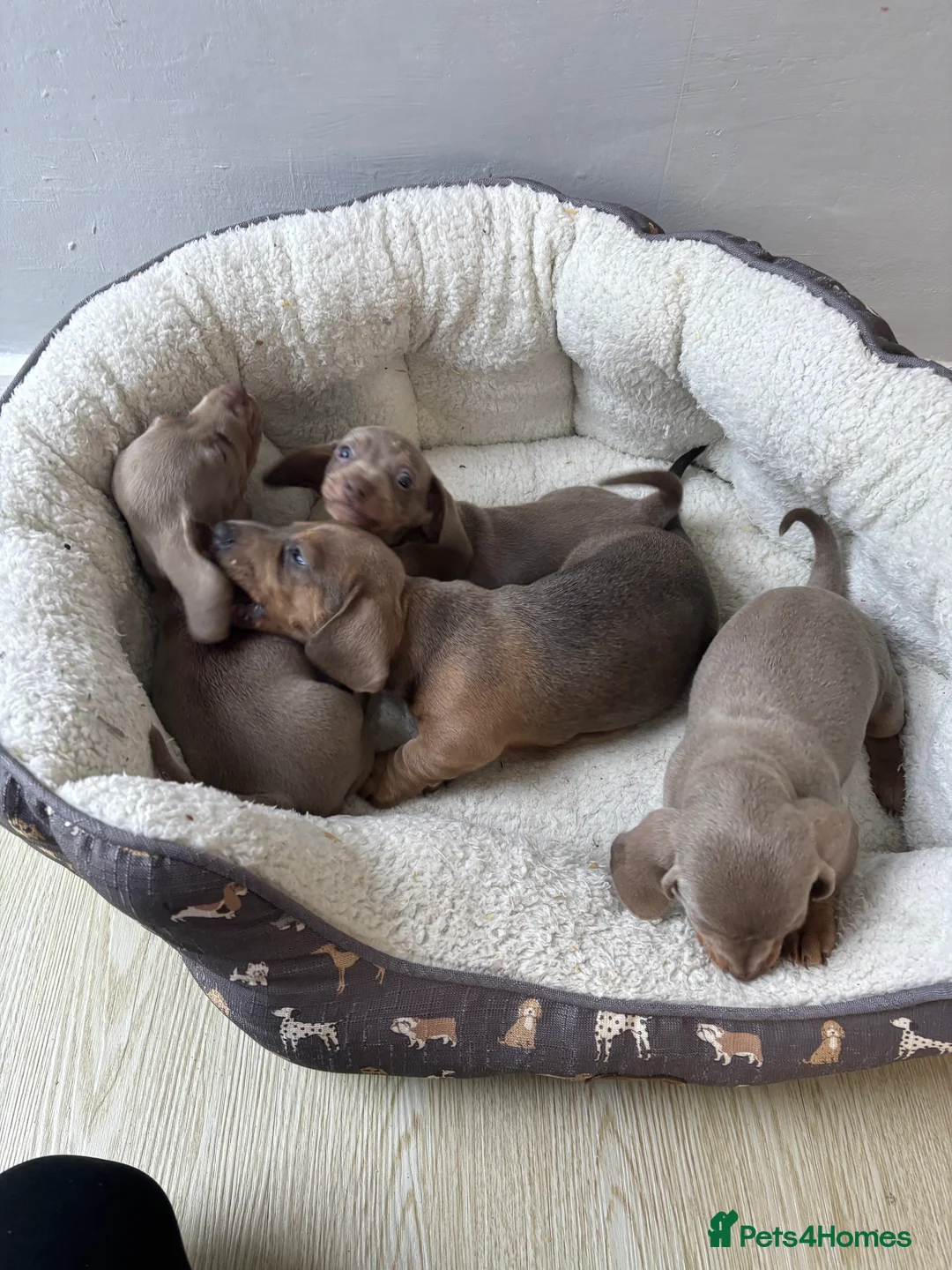 Dachshund dogs for sale: 4 beautiful Isabella and tan puppy’s  - Advert 3
