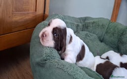 Sprocker dogs for sale: Sprocker puppies  - Image 3