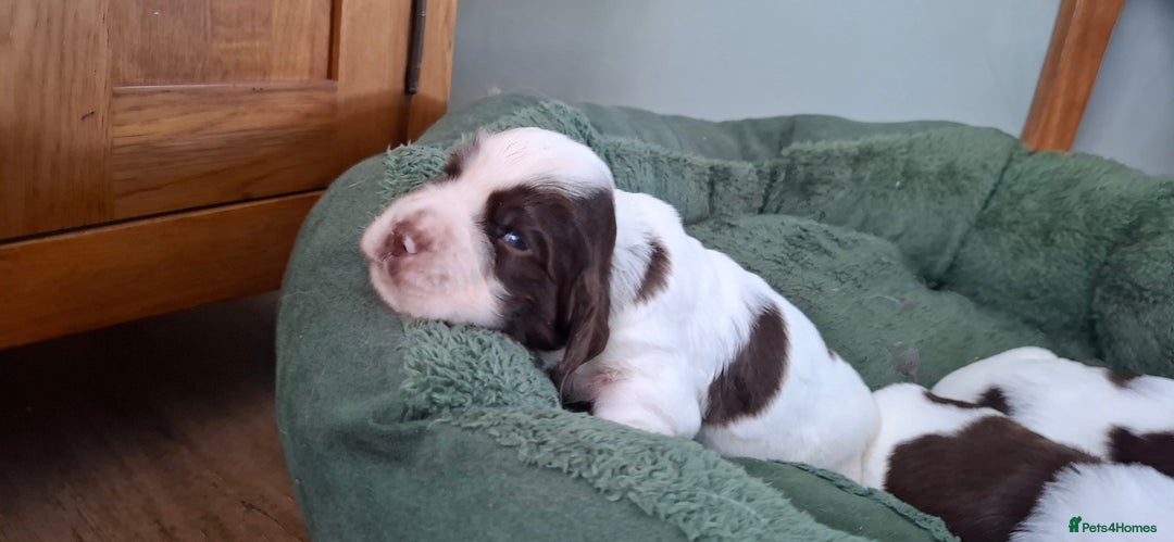 Sprocker dogs for sale: Sprocker puppies  - Image 3