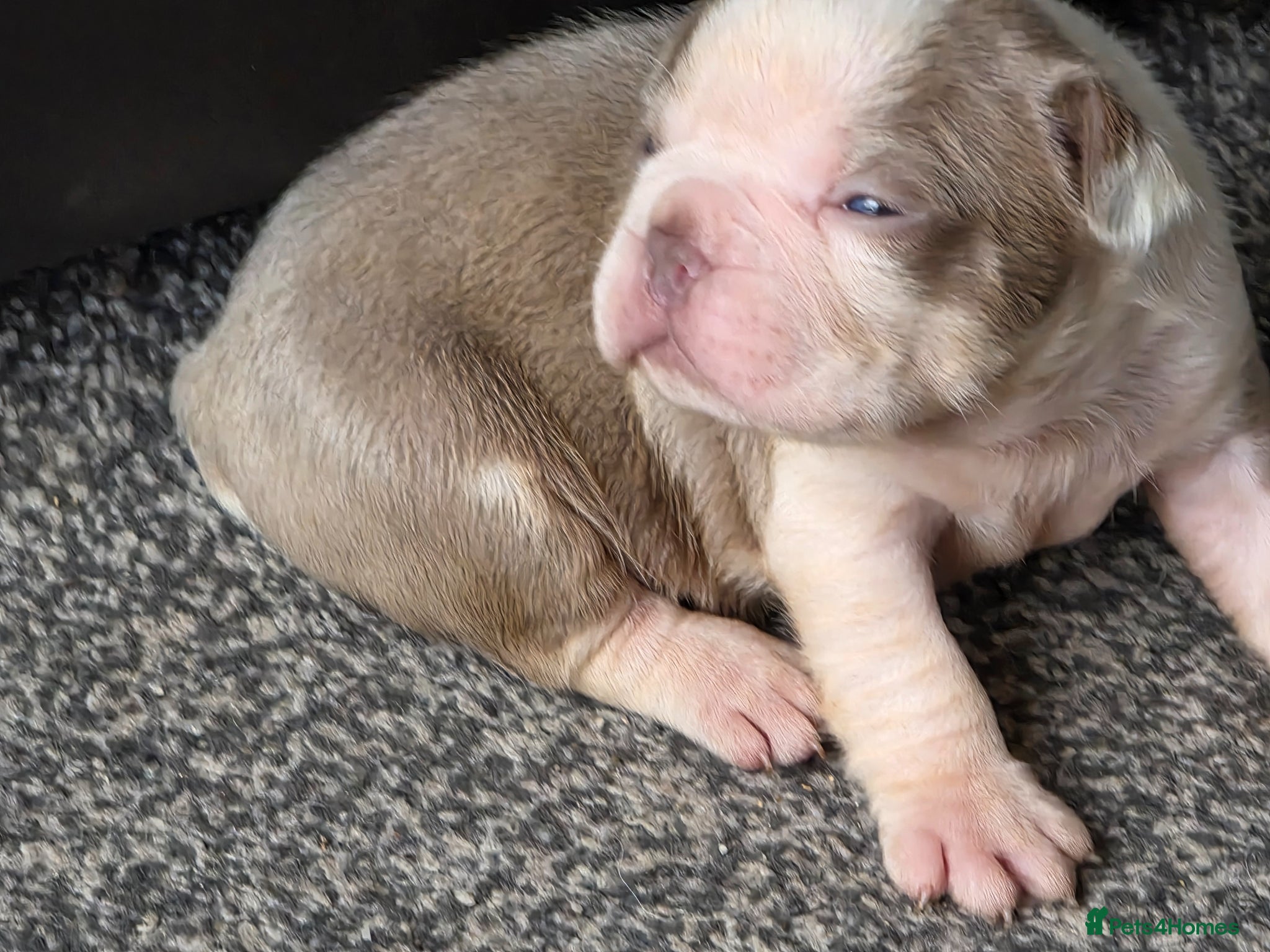 Boston Terrier dogs Stunning KC registered Boston Terrier puppies - Advert 1
