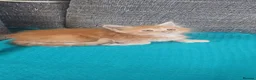 Maine Coon cats for sale: POLYDACTYL MAINE COONS!!! - Advert 7
