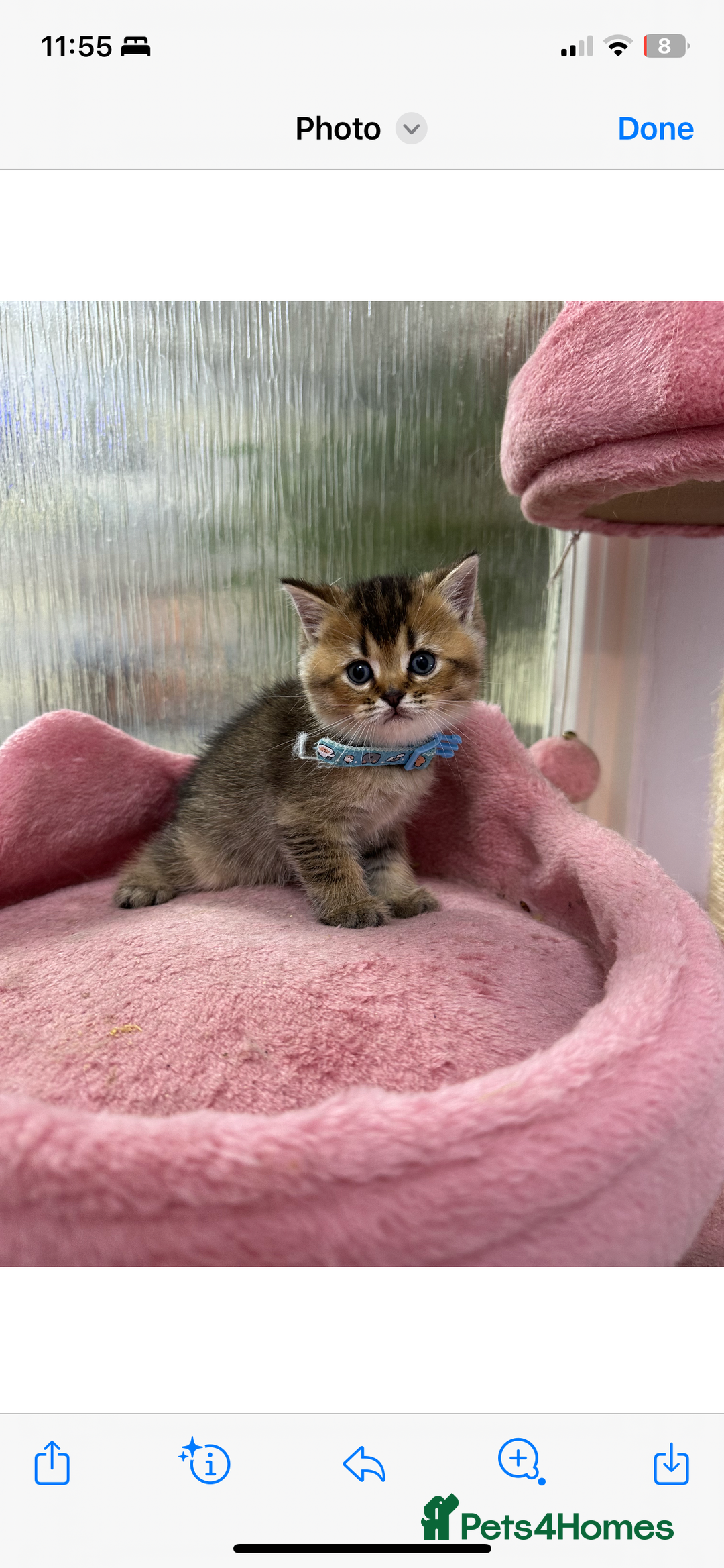 Scottish Fold cats for sale: Lovely kitten Highland delivery only Scotland Xx - Image 17