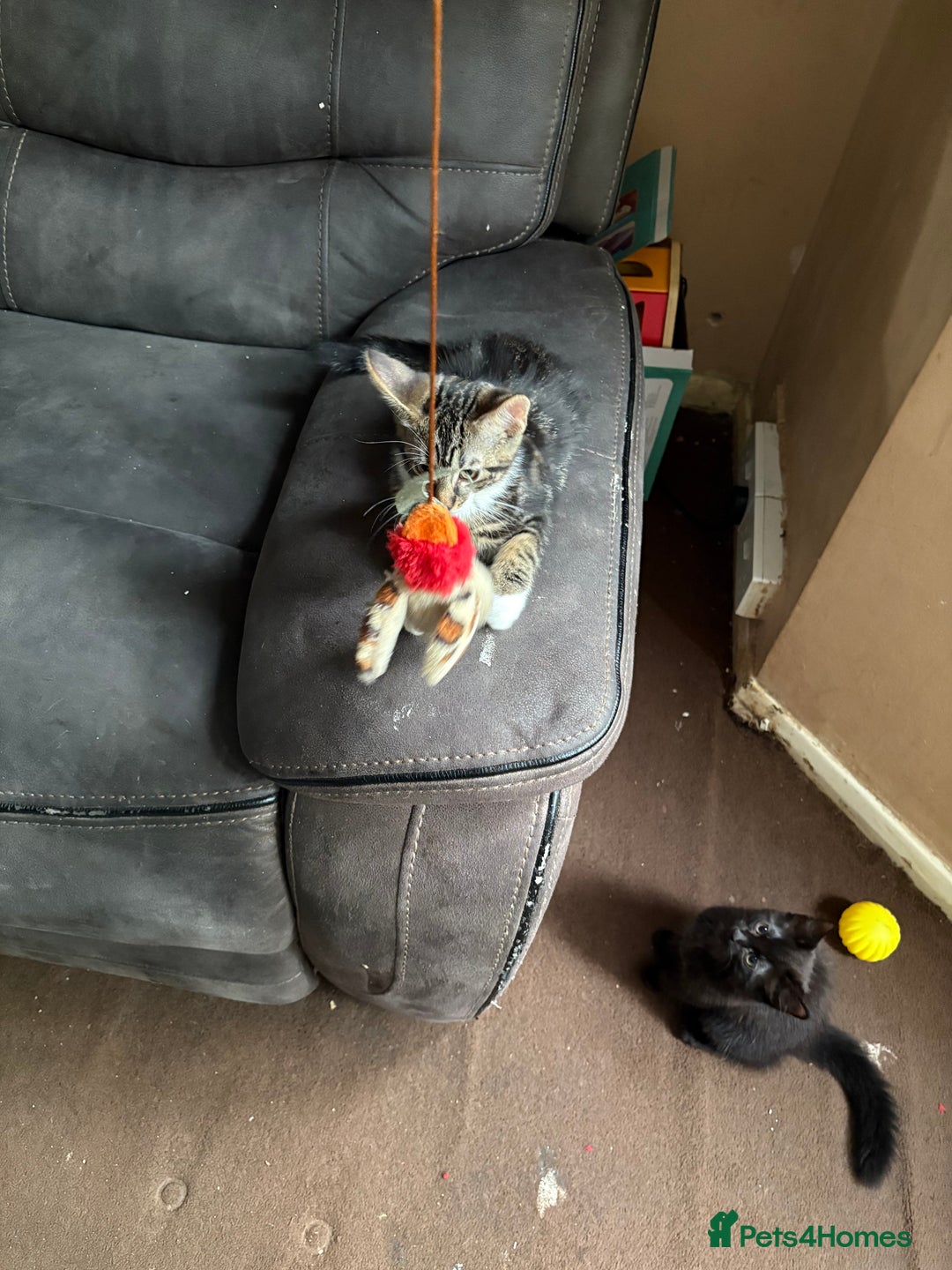 Mixed Breed cats for sale: 4 kittens seeeking forever home only   - Image 11
