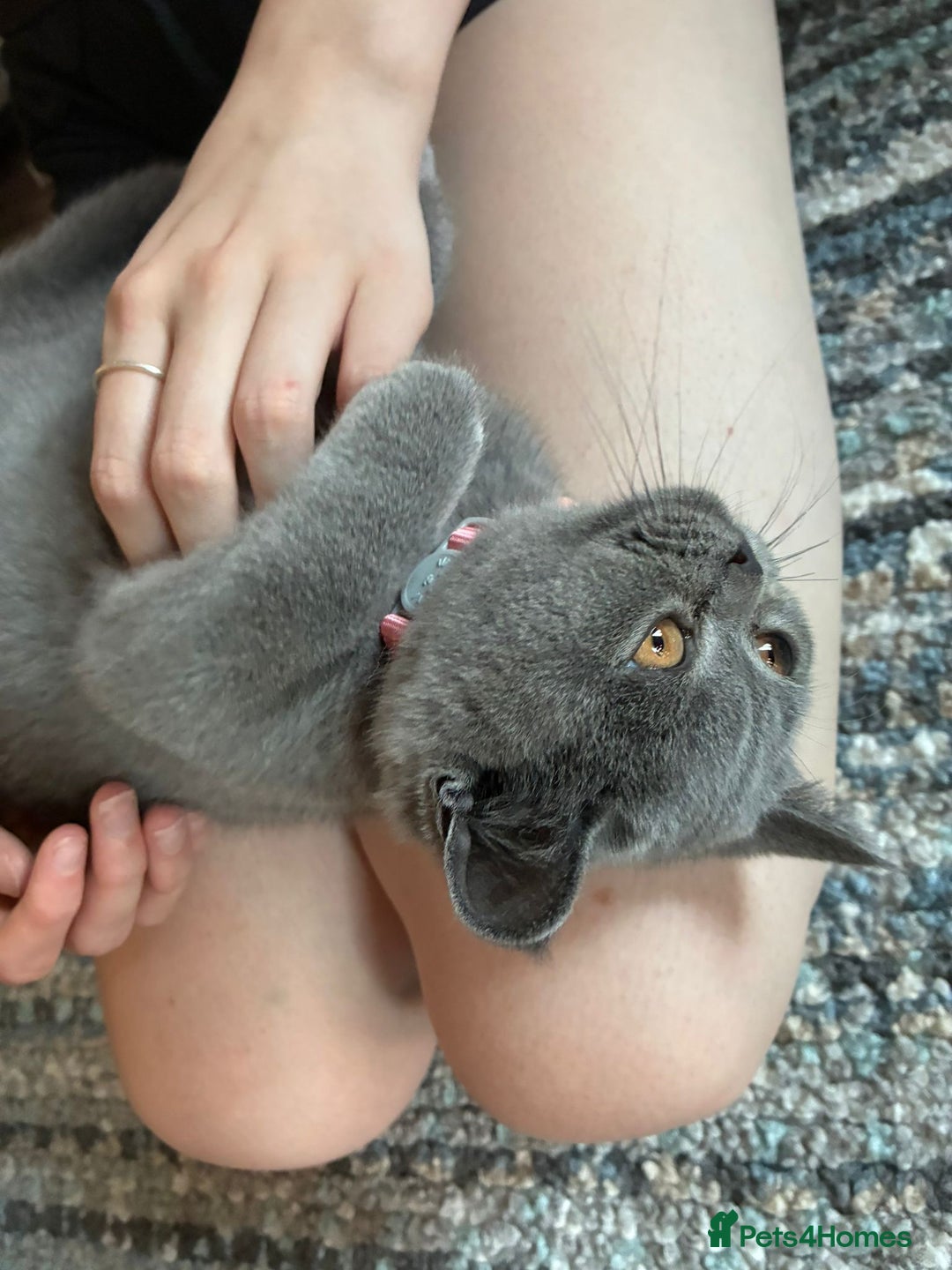 British Shorthair cats for sale: Little girl British shorthair for new home  - Image 2