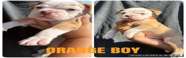 Olde English Bulldogge 7
