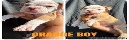 Olde English Bulldogge dogs for sale: READY TO LEAVE 3 old English bulldog  - Advert 19