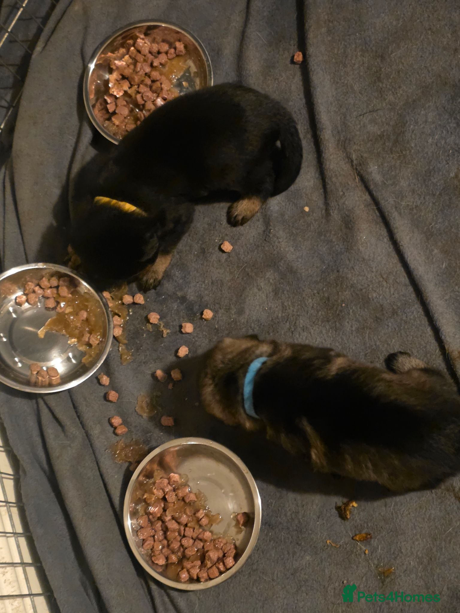 Mixed Breed dogs rottweiler and German Shepherd puppies - Advert 2