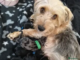Mixed Breed dogs Dorkie Pups - Advert 2