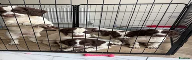 English Springer Spaniel 3