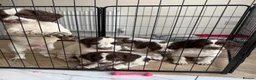 English Springer Spaniel dogs for sale: English springer spaniel puppy’s  - Advert 4