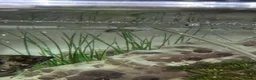 Plecos fish for sale: 160L Aquarium Full Setup with Fish & Filter in Lutterworth - Advert 11