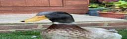 Ducks poultry for sale: Drake duck for sale - Advert 1
