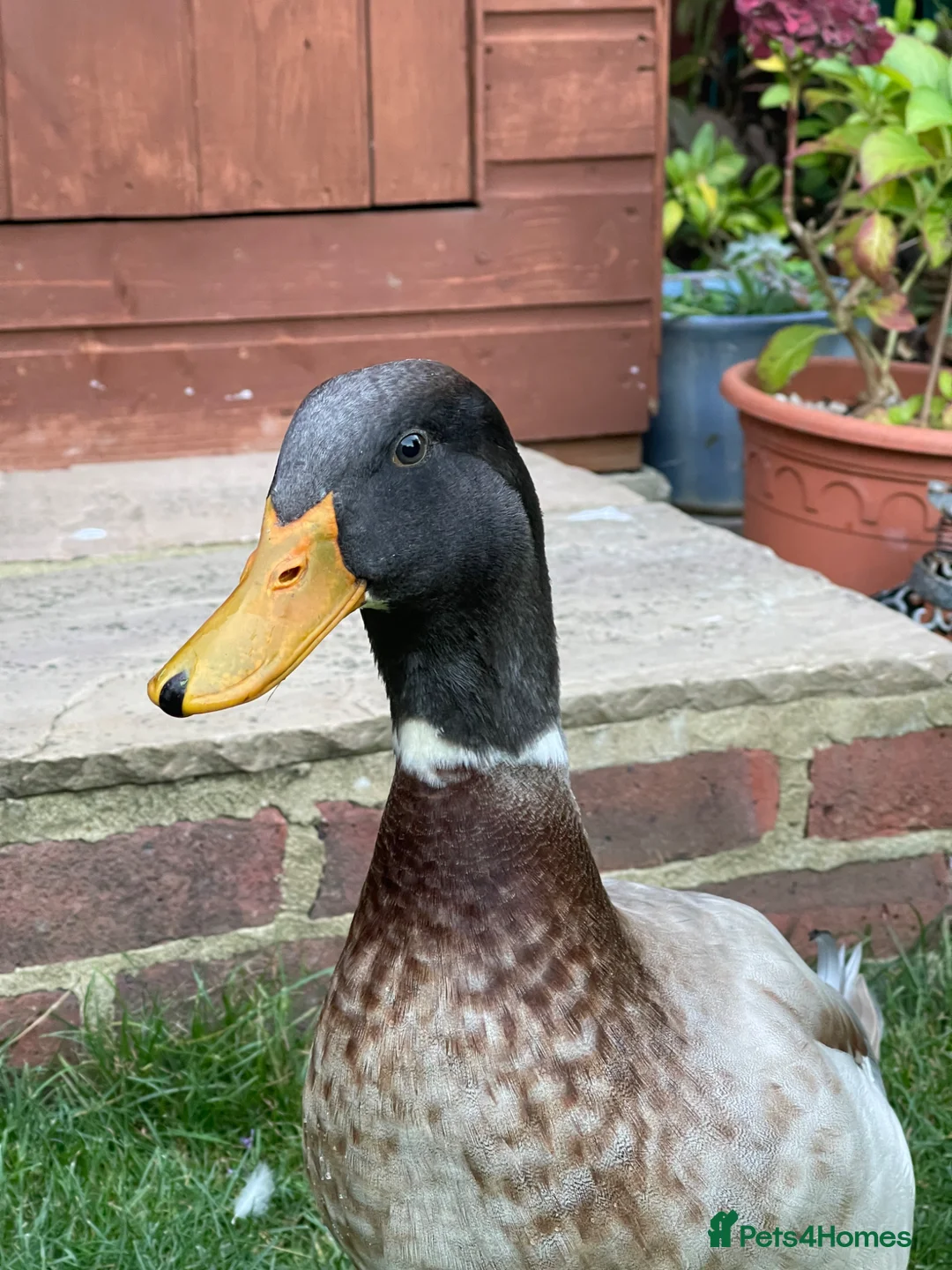 Ducks poultry for sale: Drake duck for sale - Advert 1