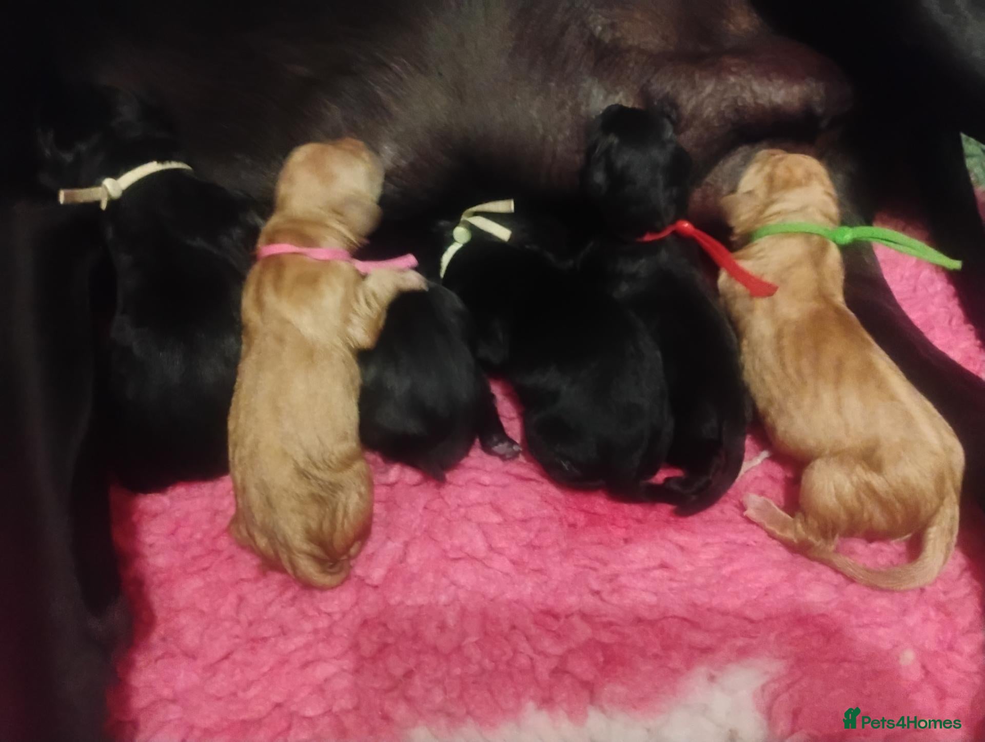 Labrador Retriever dogs for sale: 🥰RKC LABRADOR PUPPIES FULLY TESTED PARENTS  - Advert 8