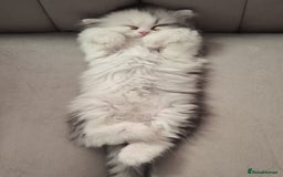 Persian cats for sale: Persian Kitten for sale - Image 3