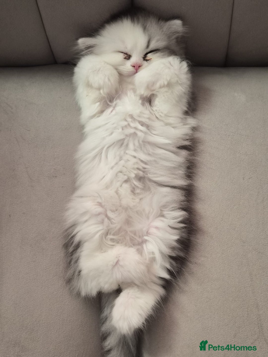 Persian cats for sale: Persian Kitten for sale - Image 3