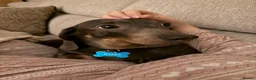 Dachshund dogs for sale: 2 loving miniature Dacshund in King's Lynn - Advert 2
