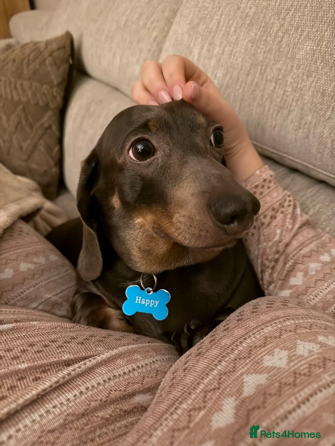 Dachshund dogs for sale: 2 loving miniature Dacshund in King's Lynn - Advert 2