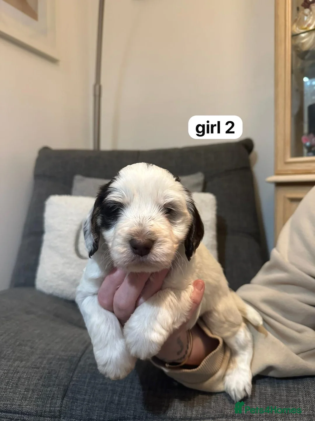 Cockapoo dogs for sale: F1 cockapoos  - Advert 3