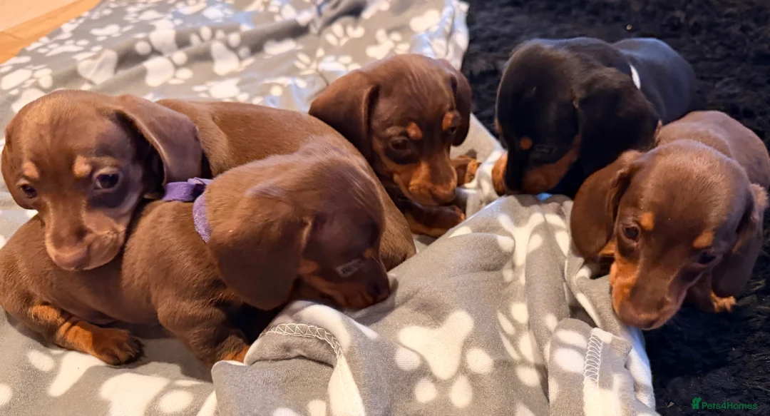 Miniature Dachshund dogs for sale: 5 miniature dachshund puppies  - Advert 13