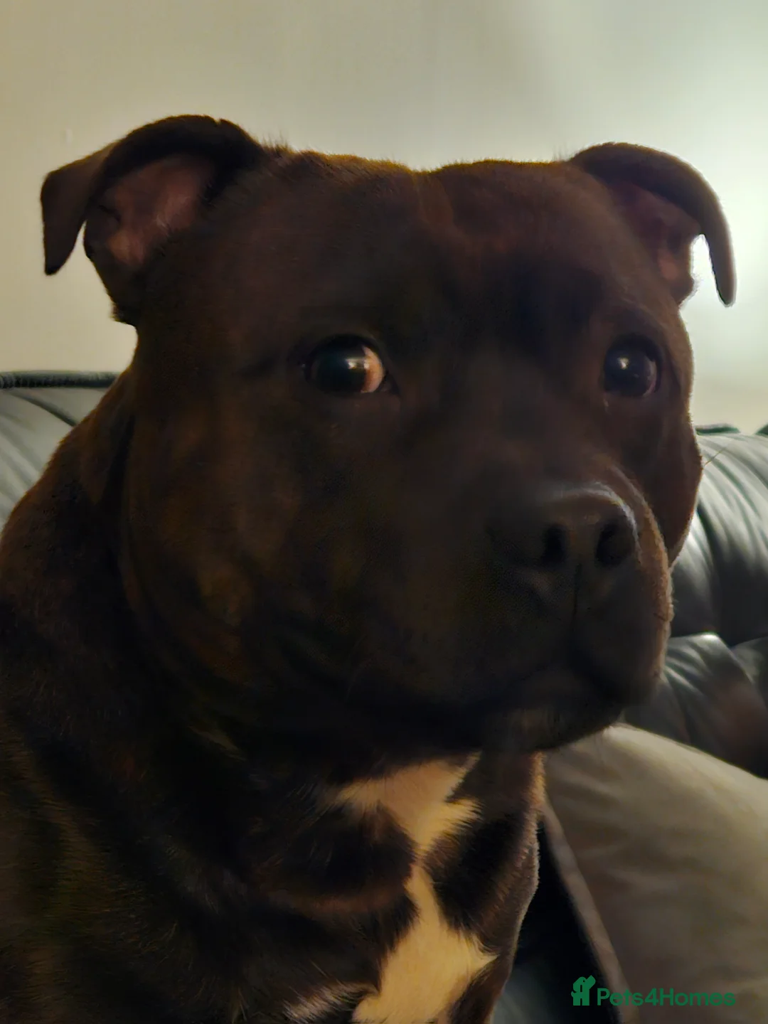 Staffordshire Bull Terrier dogs for stud: Staffordshire bull terrier - KC registered - Advert 8