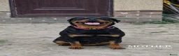 Rottweiler dogs for sale: finall litter 2 Female Rottweiler puppies  - Advert 4