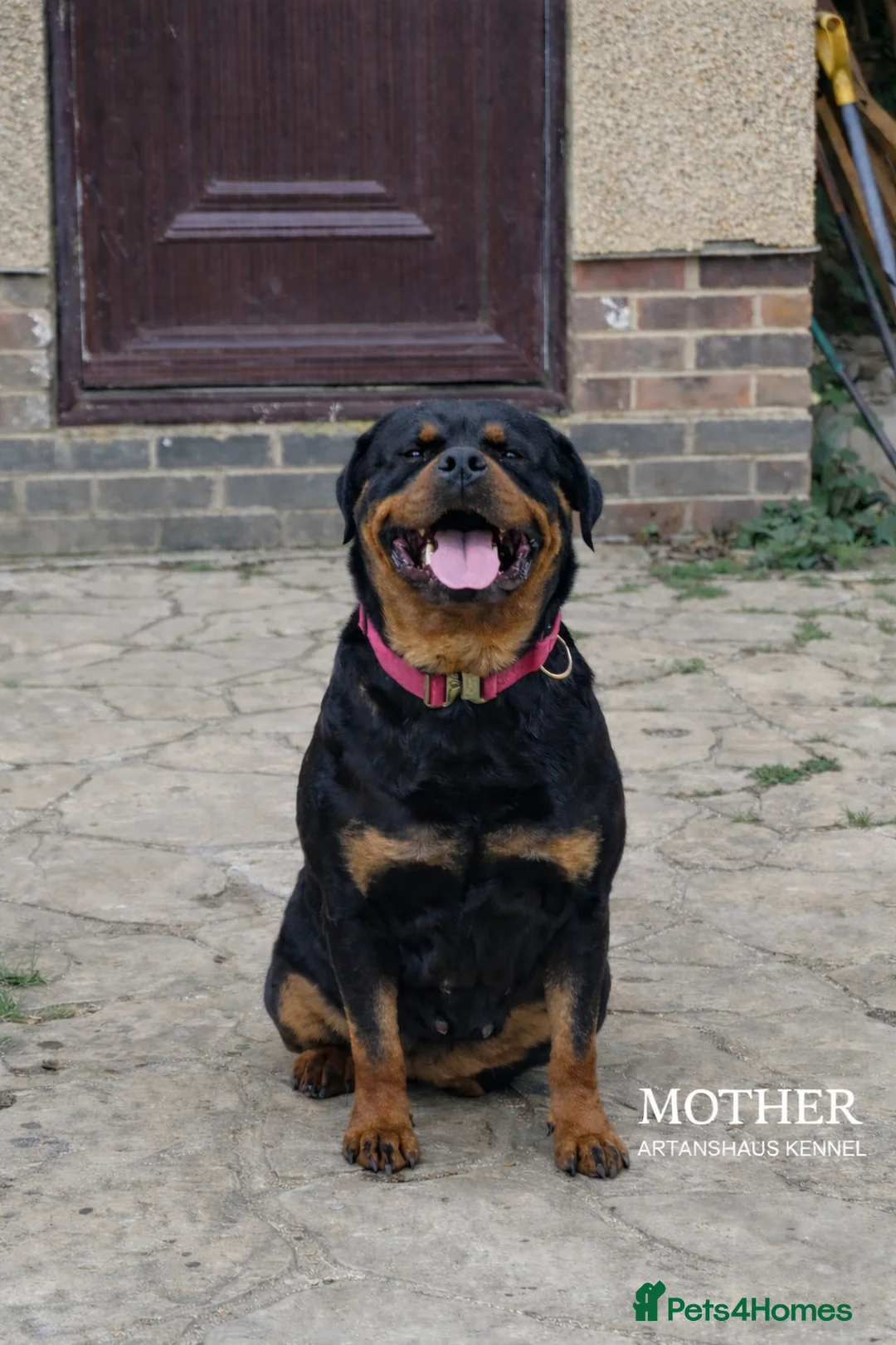 Rottweiler dogs for sale: finall litter 2 Female Rottweiler puppies  - Advert 4