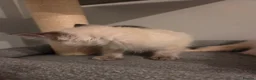 Ragdoll cats for sale: GCCF Ragdoll Kittens - Ready Now (Pet or Active) - Advert 29