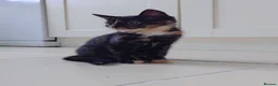 Mixed Breed cats for sale: 2 remaining kittens, looking for forever homes - Advert 18