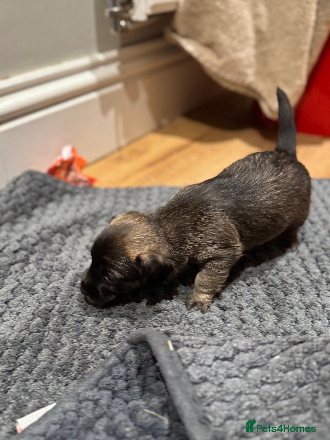 Jack Russell dogs for sale: Beautiful Stocky Short Terriers - Image 5