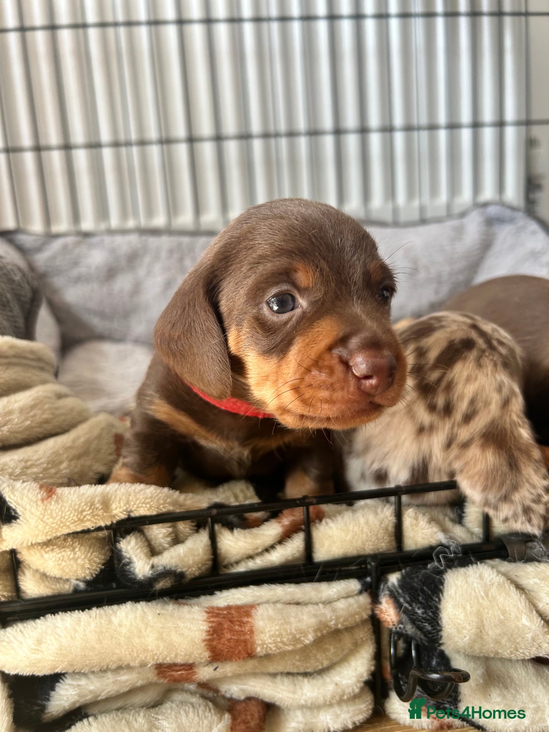 Dachshund dogs for sale: REDUCED*1 LEFT!! *BEAUTIFUL Miniature Dachshund's  - Image 22