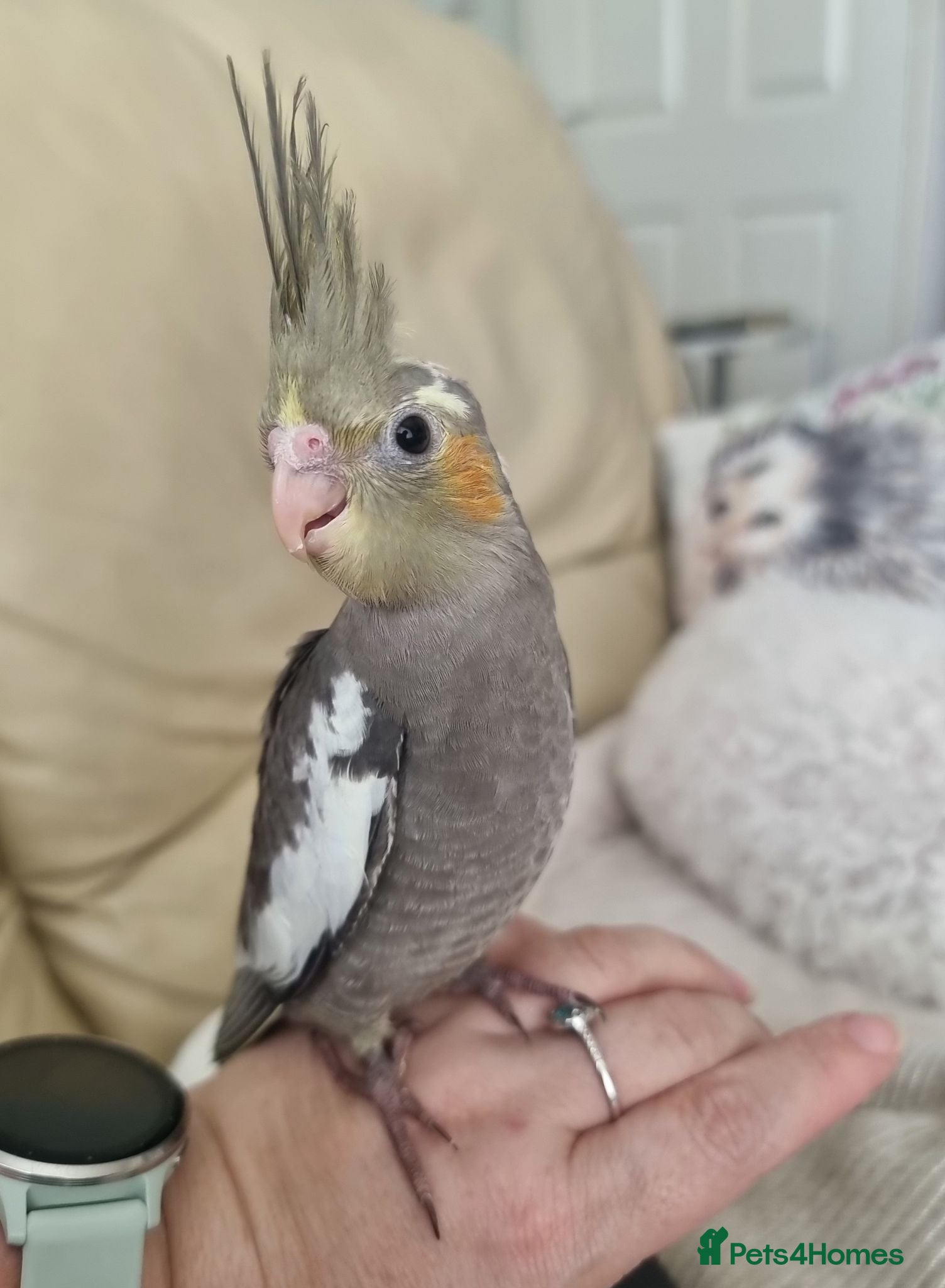 Cockatiels birds Baby Cockatiel, friendly and tame. Fully weaned.   - Advert 3