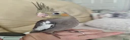 Cockatiels birds for sale: Baby Cockatiel, friendly and tame. Fully weaned.   in Port Talbot - Advert 1