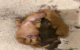 Dachshund dogs for sale: Stunning Chocolate & Cream puppies  - Image 16