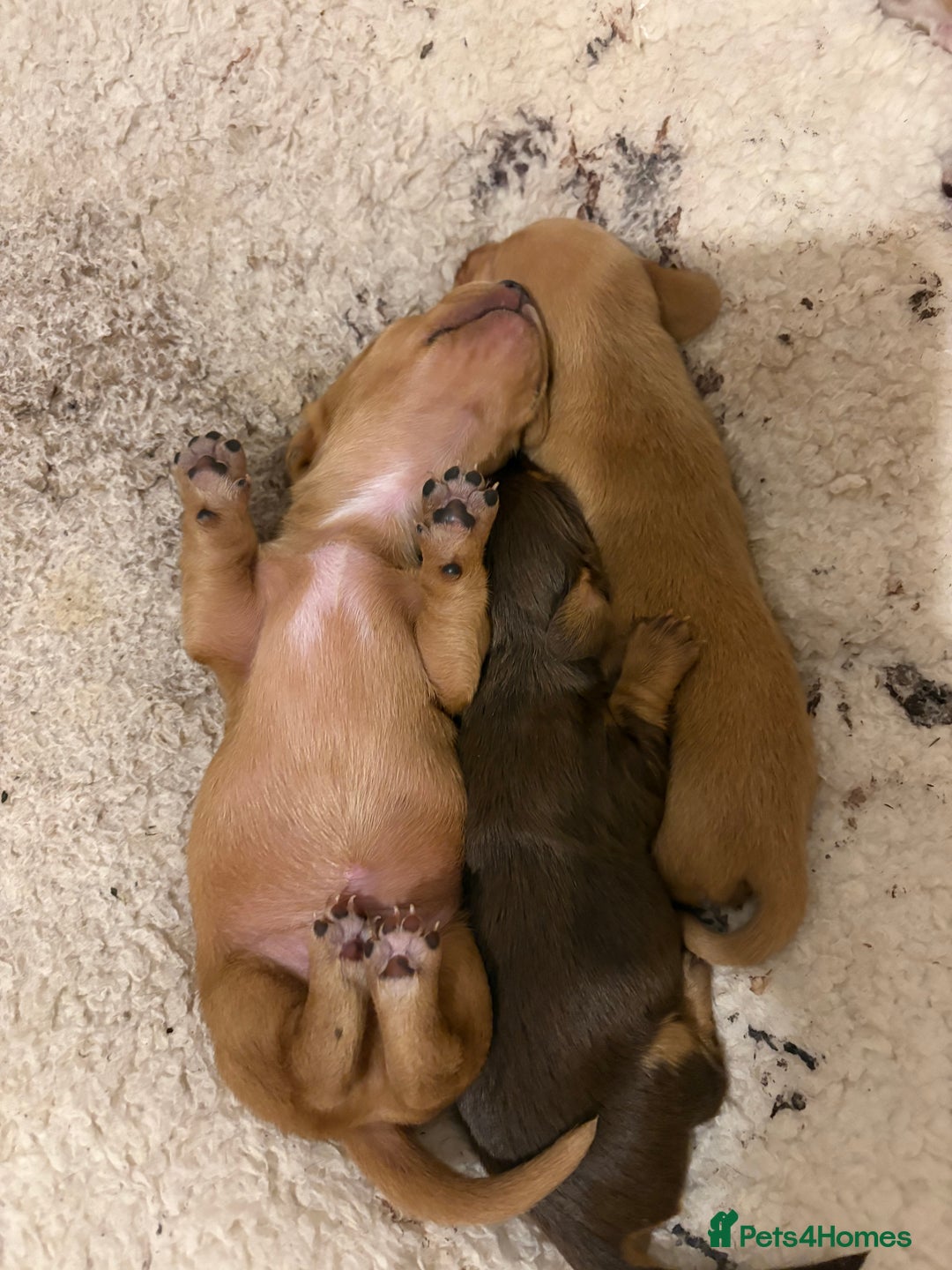 Dachshund dogs for sale: Stunning Chocolate & Cream puppies  - Image 16