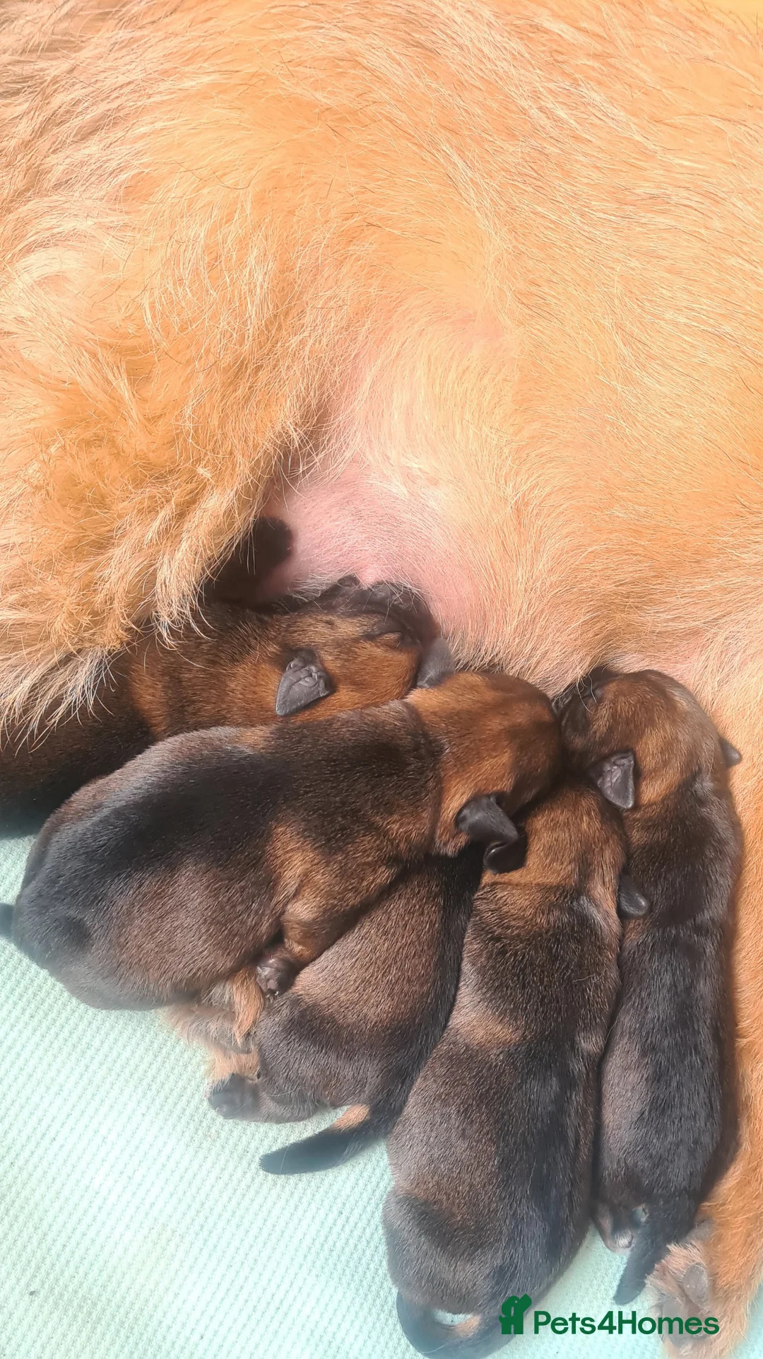 Border Terrier dogs for sale: Pedigree Border Terrier Puppies - Advert 5