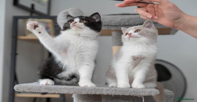 British Shorthair cats - Advert 8