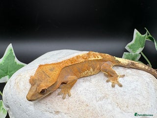 Gecko reptiles Stunning tangerine cappuccino crested gecko - Advert 1