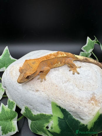 Gecko reptiles Stunning tangerine cappuccino crested gecko - Advert 1