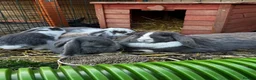 French Lop rabbits for sale: 🩷💙 French lop Kits ready to go 2nd June 🩷💙 - Advert 9