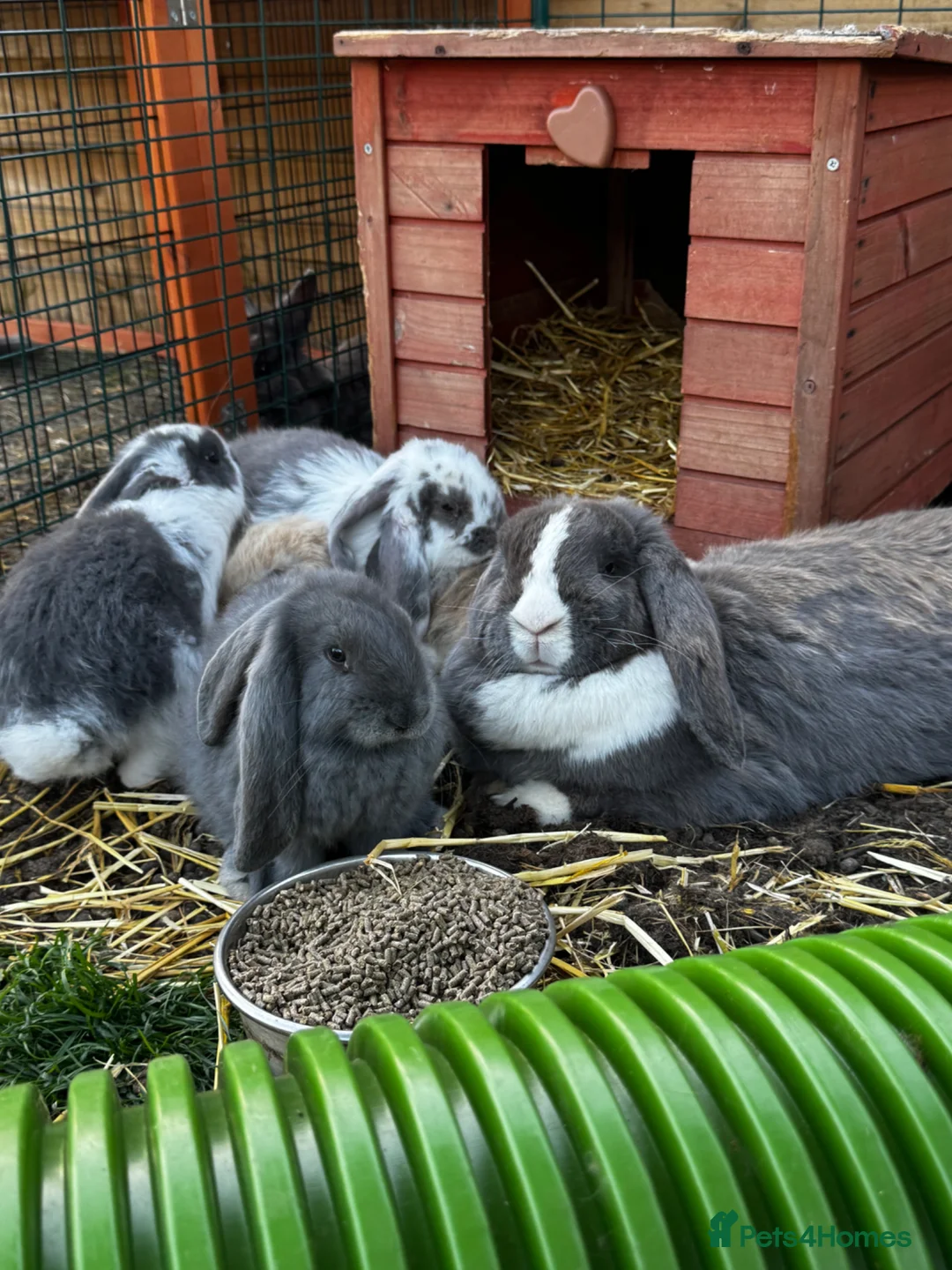 French Lop rabbits for sale: 🩷💙 French lop Kits ready to go 2nd June 🩷💙 - Advert 9