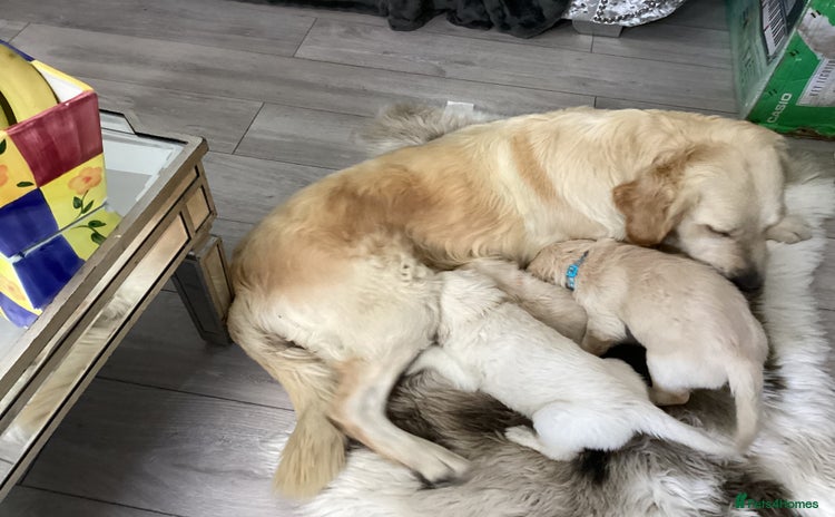 Golden Retriever dogs - Advert 1